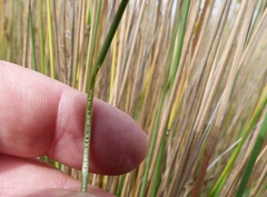 Juncus sarophorus
