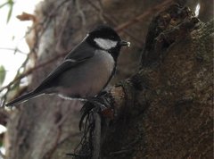 Parus minor commixtus