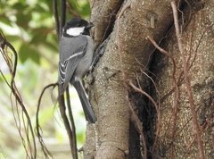 Parus minor commixtus