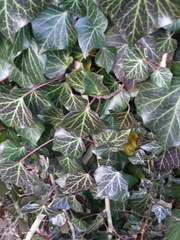 Hedera helix