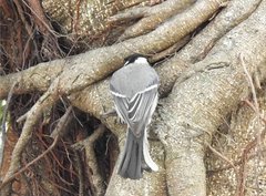 Parus minor commixtus