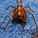 Arañas Corinidas de Saco - Photo (c) lkyoder, algunos derechos reservados (CC BY-NC), subido por lkyoder