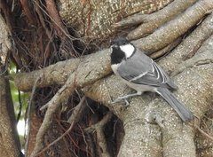 Parus minor commixtus