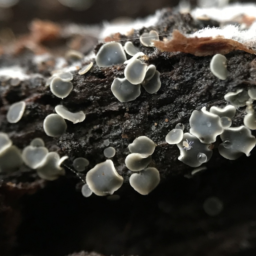 Mollisiaceae