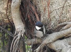 Parus minor commixtus