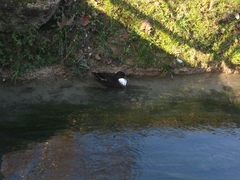 Anas platyrhynchos domesticus