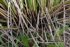 Chionochloa macra