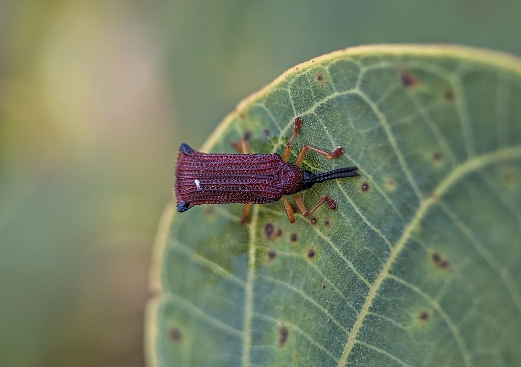 Baliosus rubiginosus