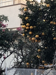 Magnoliopsida