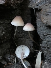 Mycena bulliformis