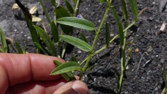 Psoralea plauta