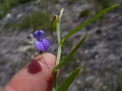 Psoralea plauta
