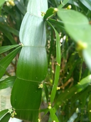 Muehlenbeckia platyclada