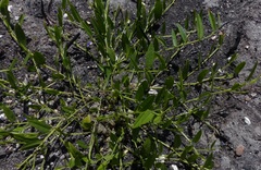 Psoralea plauta