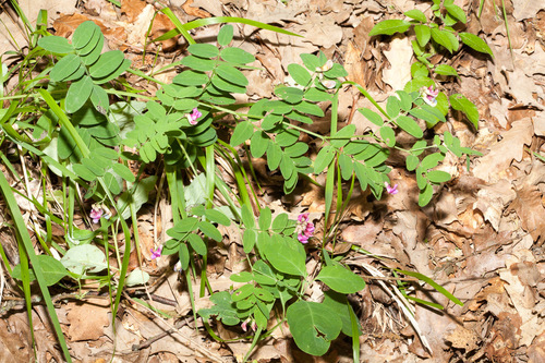 Black pea (Lathyrus niger)