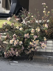 Asteraceae