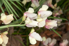 Lathyrus pannonicus