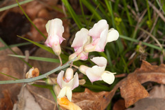 Lathyrus pannonicus