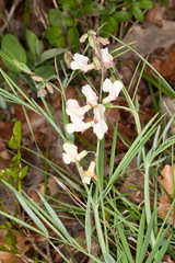Lathyrus pannonicus
