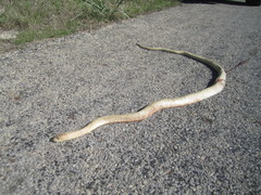 Masticophis flagellum testaceus