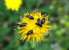 Divales bipustulatus