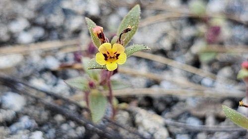 harlequin monkeyflower (Diplacus bicolor)
