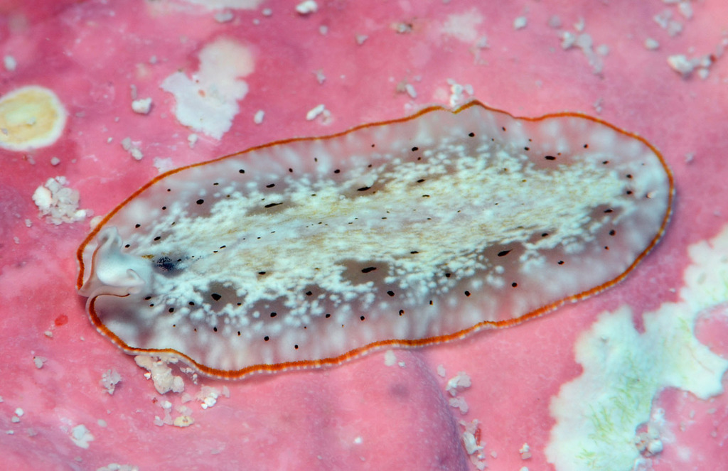 Bulaceros porcellanus