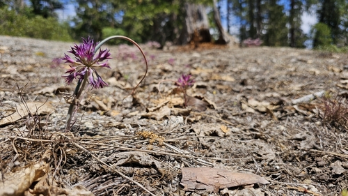 Abrams' allium (Allium abramsii)