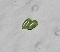 Chlorerythra rubriplaga