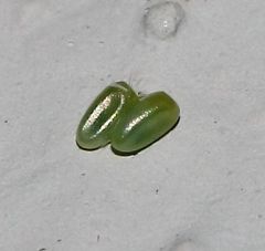Chlorerythra rubriplaga