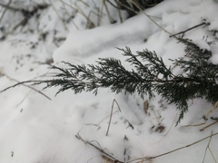 Juniperus pseudosabina