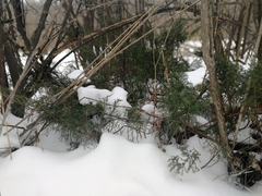 Juniperus pseudosabina