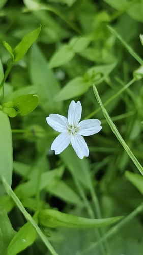 Image of Claytonia palustris by (c) Chris Winchell, some rights reserved (CC BY)