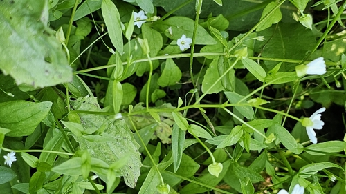 Image of Claytonia palustris by (c) Chris Winchell, some rights reserved (CC BY)