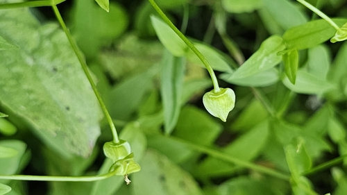 Image of Claytonia palustris by (c) Chris Winchell, some rights reserved (CC BY)
