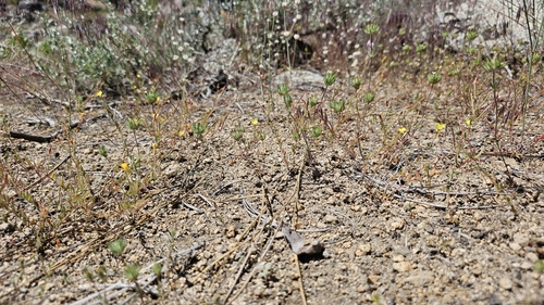 Image of Camissonia sierrae by (c) Chris Winchell, some rights reserved (CC BY)