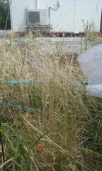 Lachnagrostis filiformis