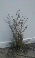 Linaria purpurea