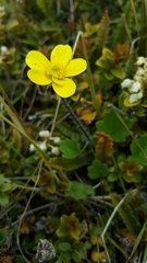 Ranunculus multiscapus