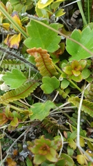 Ranunculus multiscapus