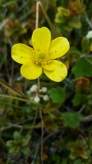 Ranunculus multiscapus