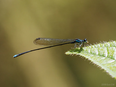 Prodasineura laidlawii