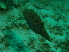 Canthigaster papua