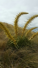 Aciphylla scott-thomsonii