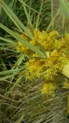 Aciphylla scott-thomsonii