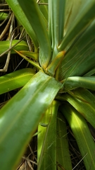 Aciphylla scott-thomsonii