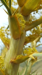 Aciphylla scott-thomsonii