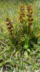Aciphylla hectori
