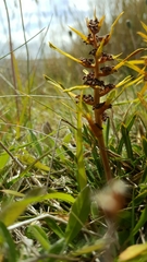 Aciphylla hectori