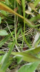 Aciphylla hectori